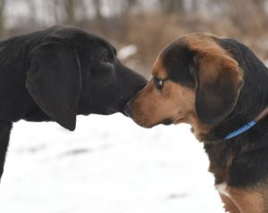 Preston applying again for grant to help pet owners with spay/neuter costs